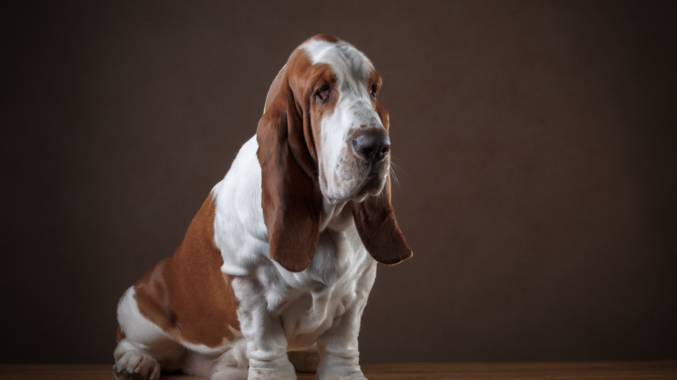 Perro Pequeño de Pelaje Corto Marrón y Blanco. Wallpaper in 1366x768 Resolution