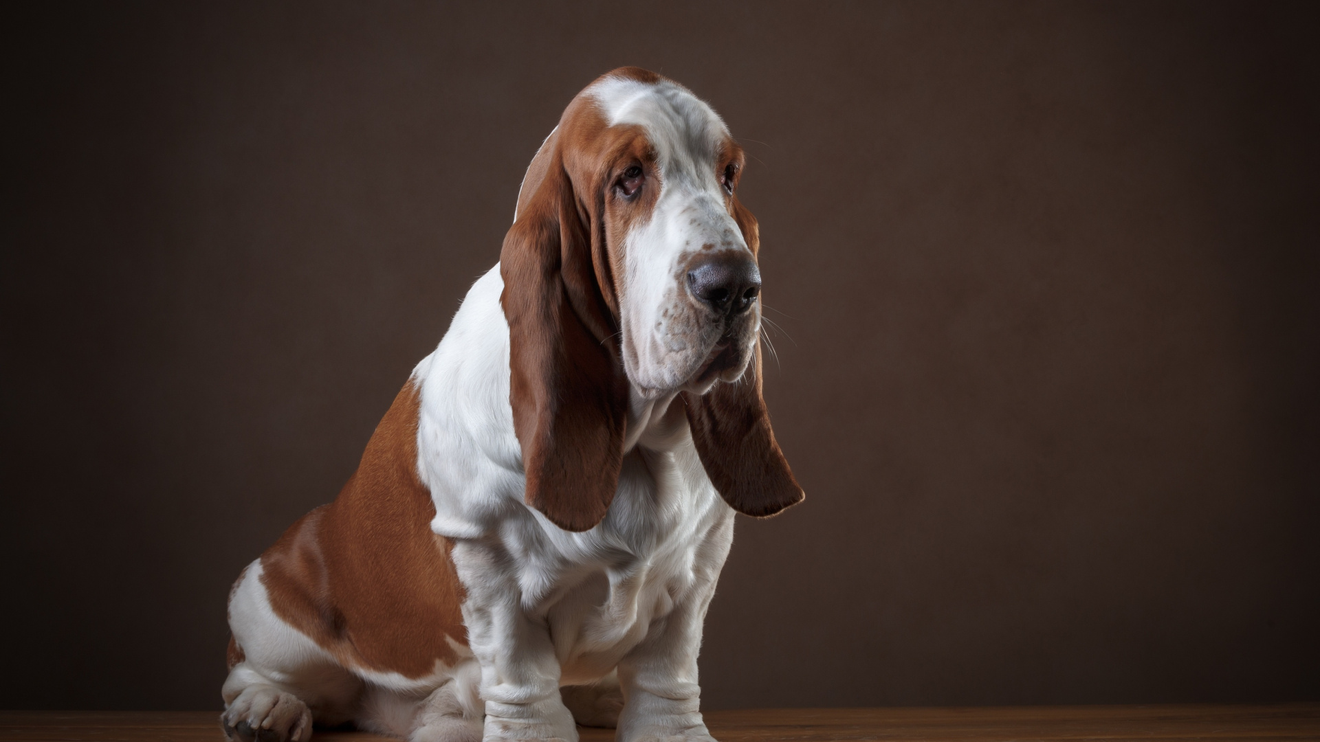 Perro Pequeño de Pelaje Corto Marrón y Blanco. Wallpaper in 1920x1080 Resolution