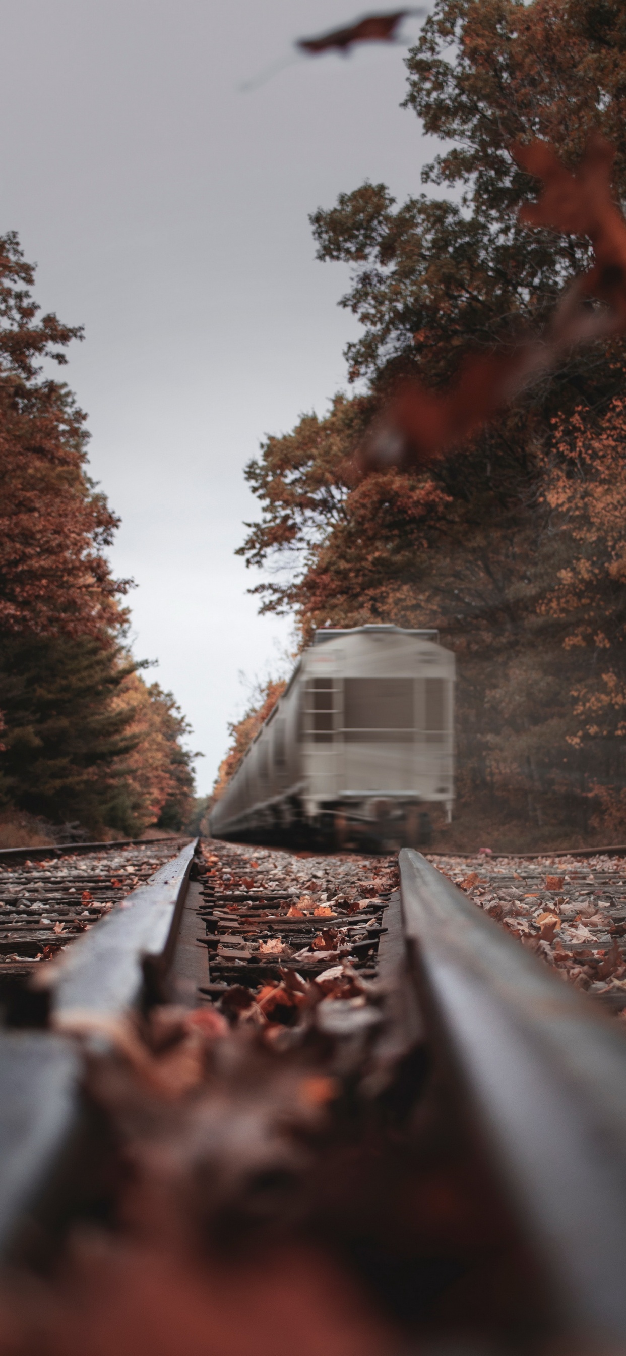 Art, Train, Plant, Track, Wood. Wallpaper in 1242x2688 Resolution