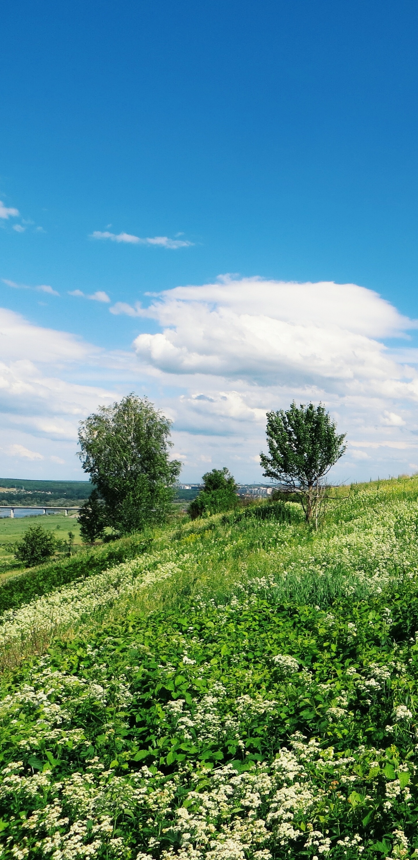Tagsüber Grüne Wiese Unter Blauem Himmel. Wallpaper in 1440x2960 Resolution