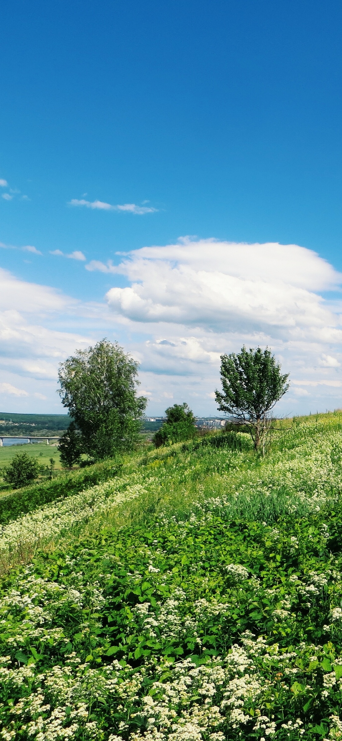 Champ D'herbe Verte Sous Ciel Bleu Pendant la Journée. Wallpaper in 1125x2436 Resolution