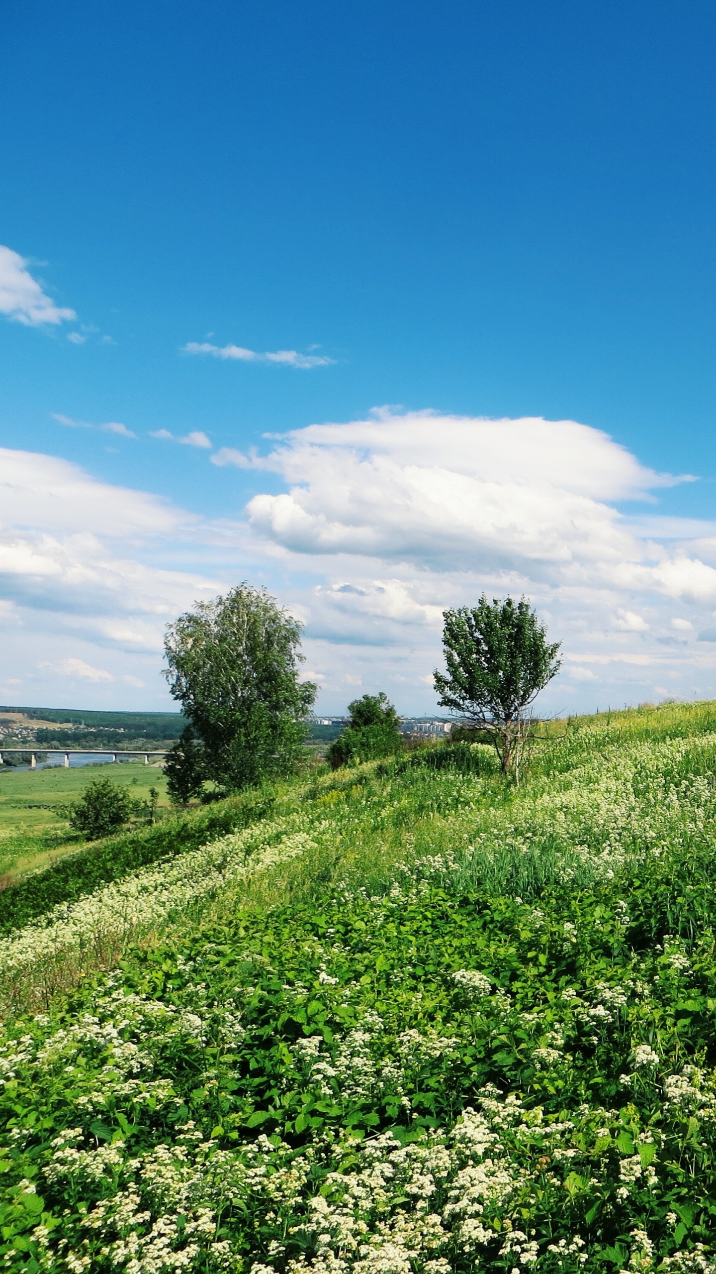 Champ D'herbe Verte Sous Ciel Bleu Pendant la Journée. Wallpaper in 1440x2560 Resolution
