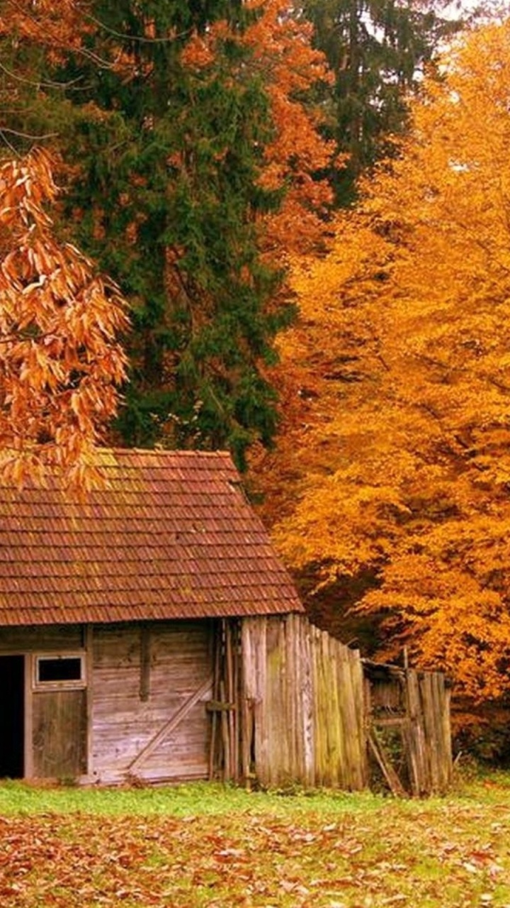 Maison en Bois Brune Près Des Arbres Bruns et Jaunes Pendant la Journée. Wallpaper in 720x1280 Resolution