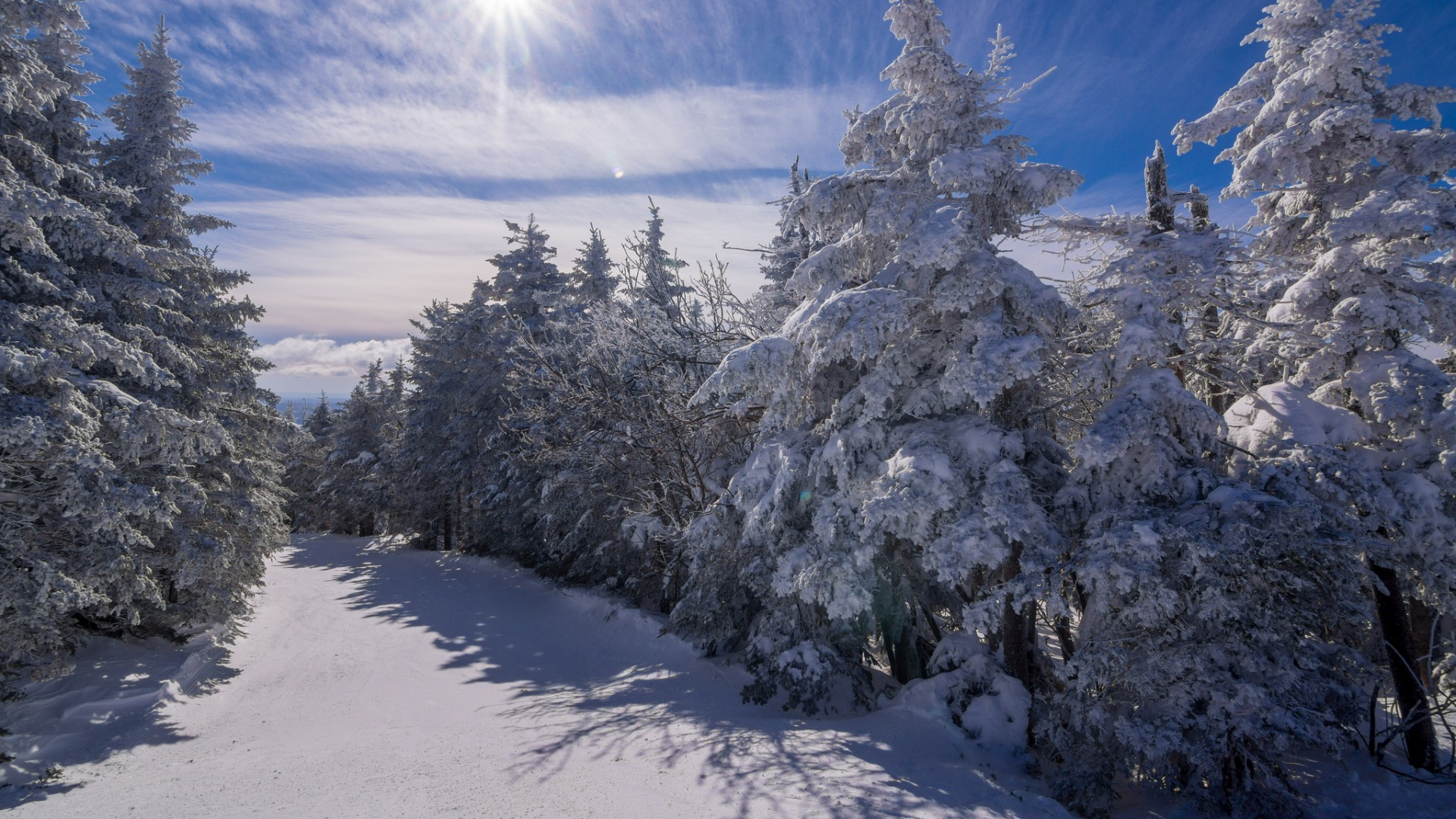 Snow Covered Pine Trees Under Blue Sky During Daytime. Wallpaper in 1920x1080 Resolution