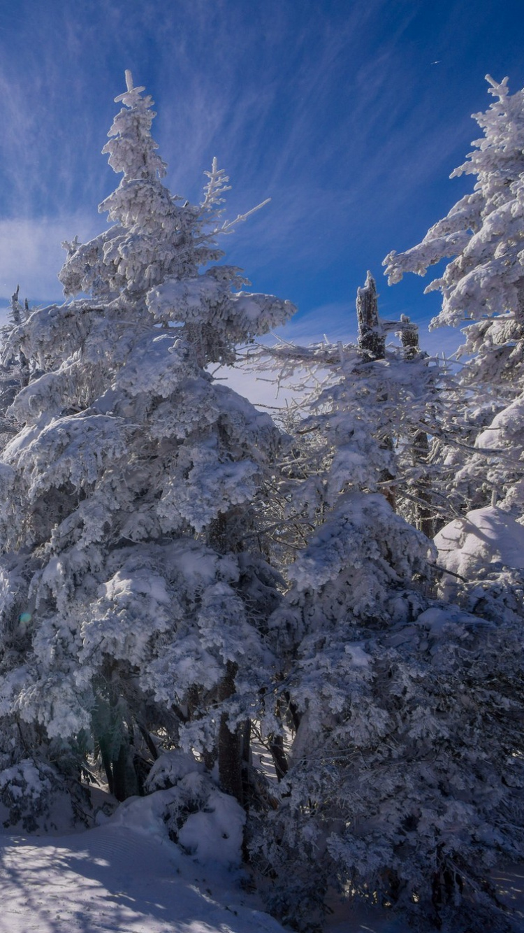 Snow Covered Pine Trees Under Blue Sky During Daytime. Wallpaper in 750x1334 Resolution