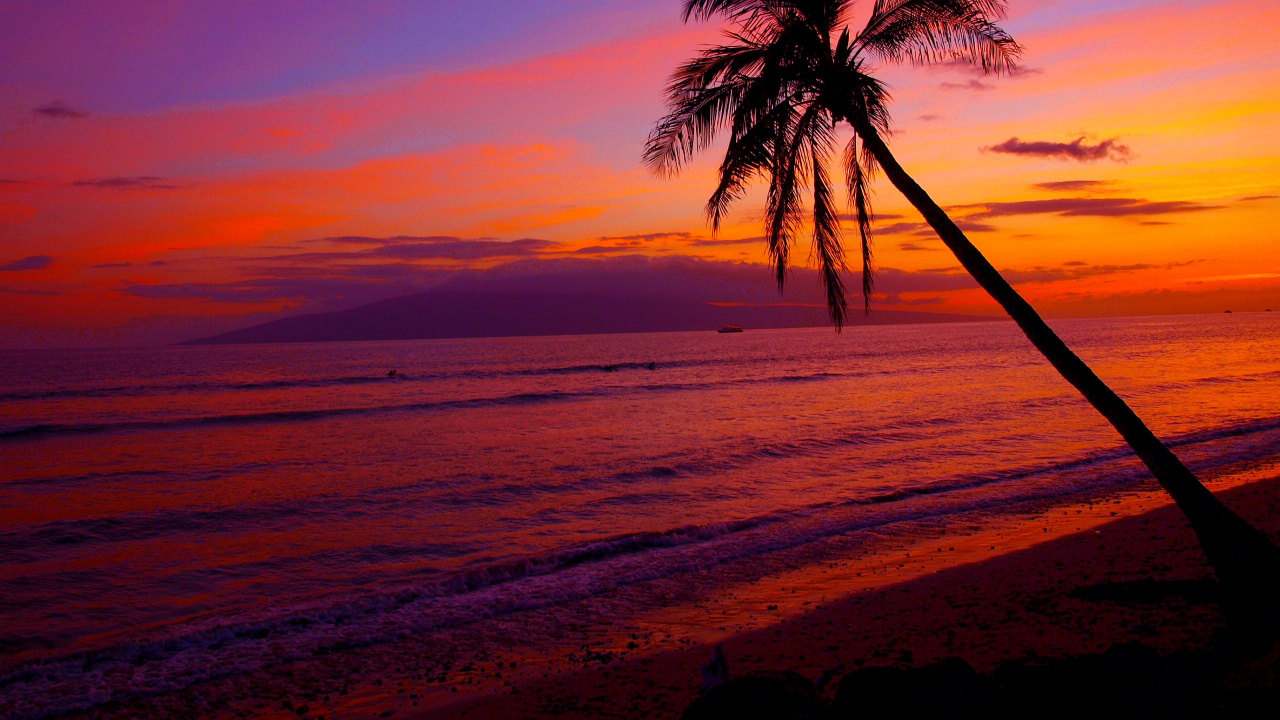 Palmera en la Playa Durante la Puesta de Sol. Wallpaper in 1280x720 Resolution