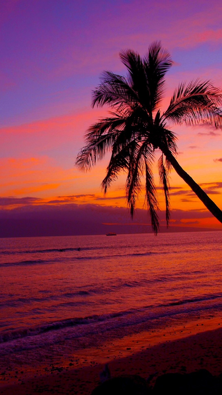 Palmera en la Playa Durante la Puesta de Sol. Wallpaper in 720x1280 Resolution