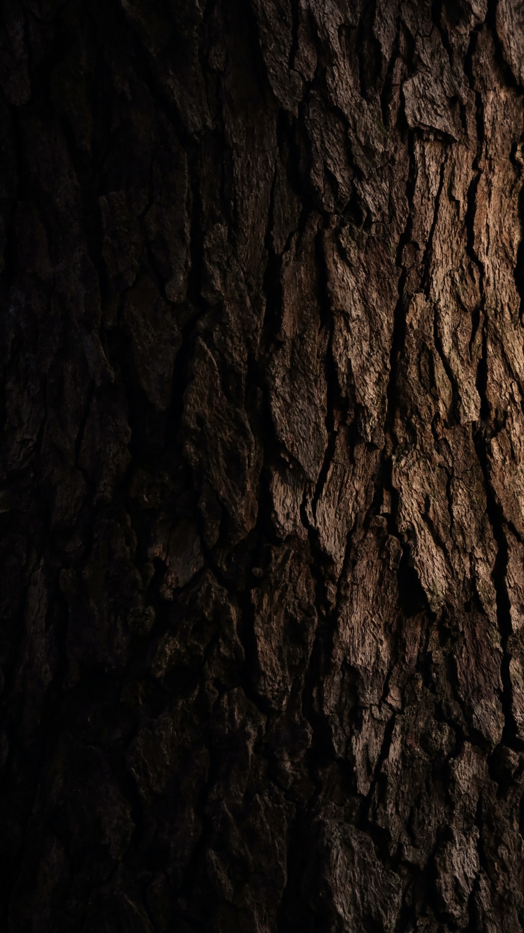 Baum, Holz, Stamm, Baumrinde, Textur. Wallpaper in 1080x1920 Resolution