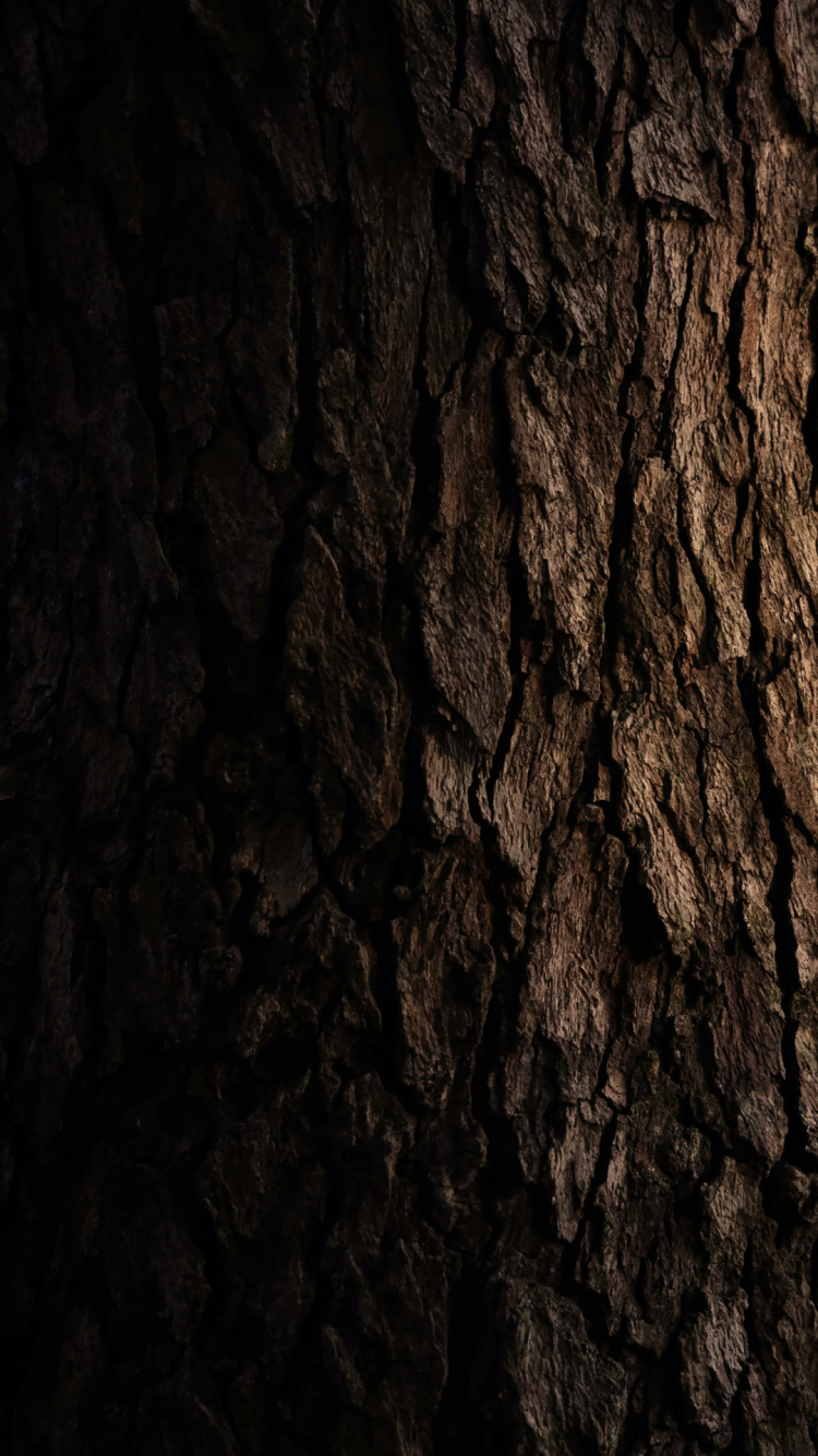 Formation, Tree, Wood, Trunk, Bark. Wallpaper in 750x1334 Resolution