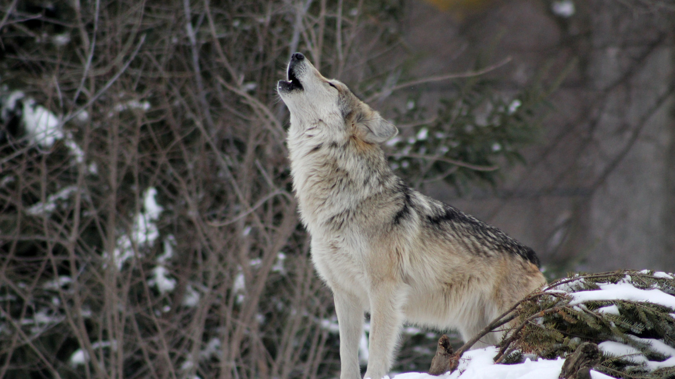 Lobo Blanco Sobre Suelo Cubierto de Nieve Durante el Día. Wallpaper in 1366x768 Resolution