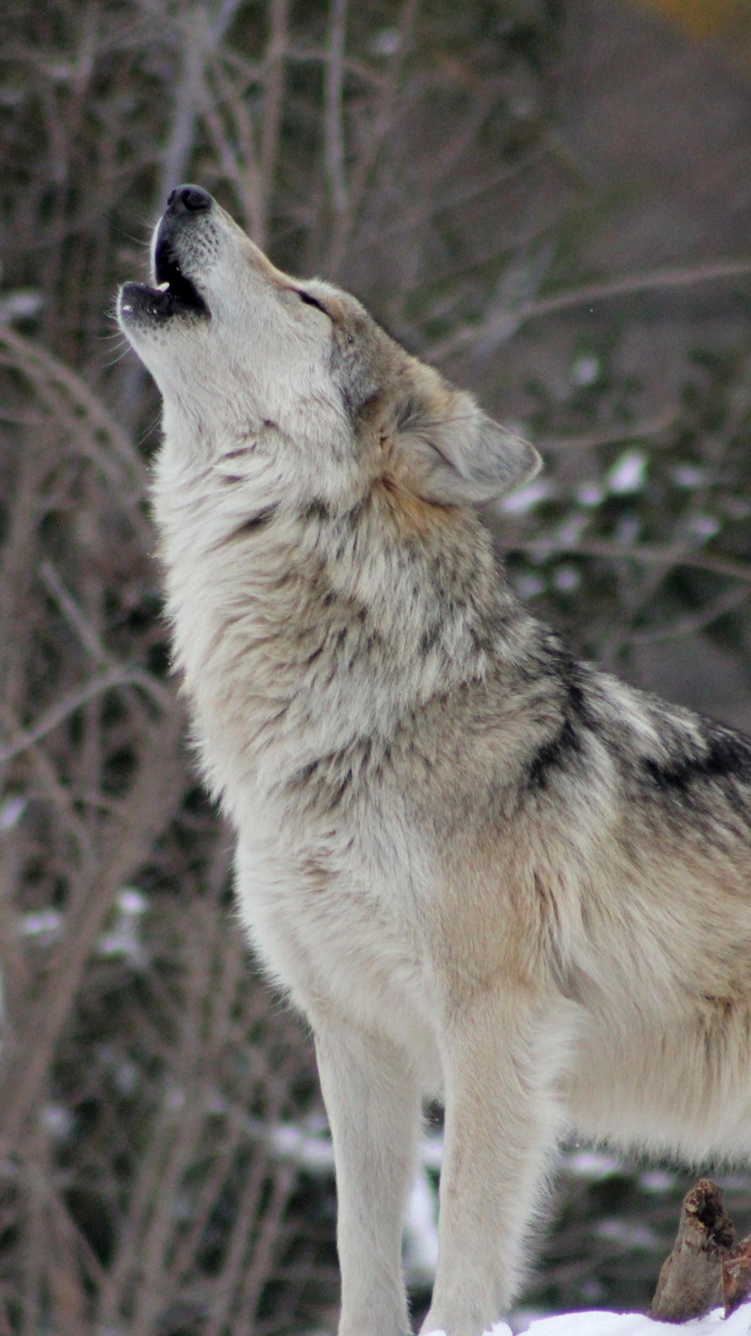 Weißer Wolf Auf Schneebedecktem Boden Tagsüber. Wallpaper in 1080x1920 Resolution
