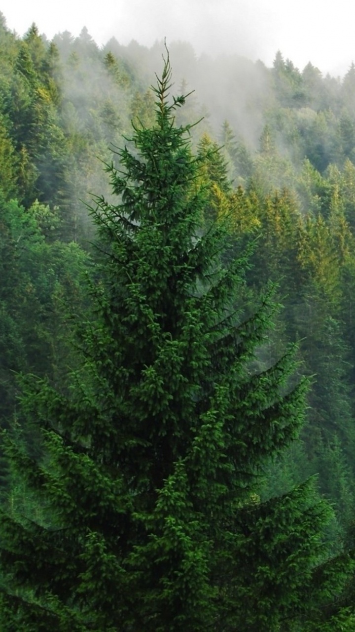Árboles Verdes en la Montaña Durante el Día. Wallpaper in 720x1280 Resolution