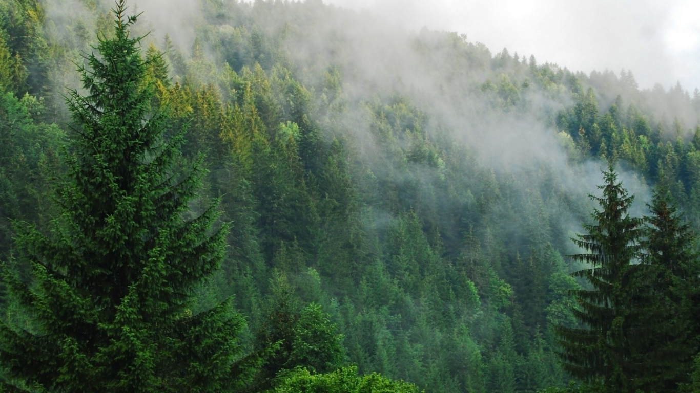 Green Trees on Mountain During Daytime. Wallpaper in 1366x768 Resolution