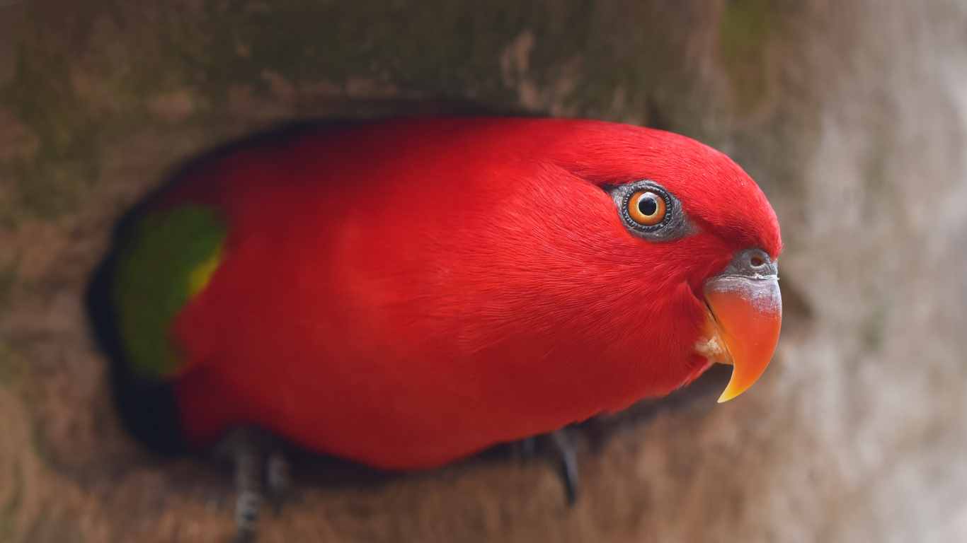 Red Yellow and Green Bird. Wallpaper in 1366x768 Resolution