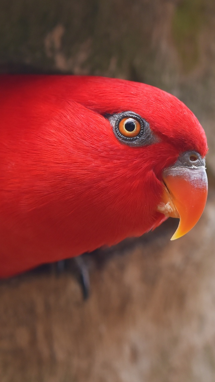 Pájaro Rojo Amarillo y Verde. Wallpaper in 720x1280 Resolution