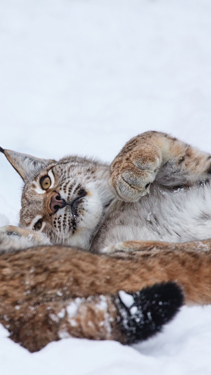 Brown and White Cat Lying on Snow Covered Ground. Wallpaper in 720x1280 Resolution