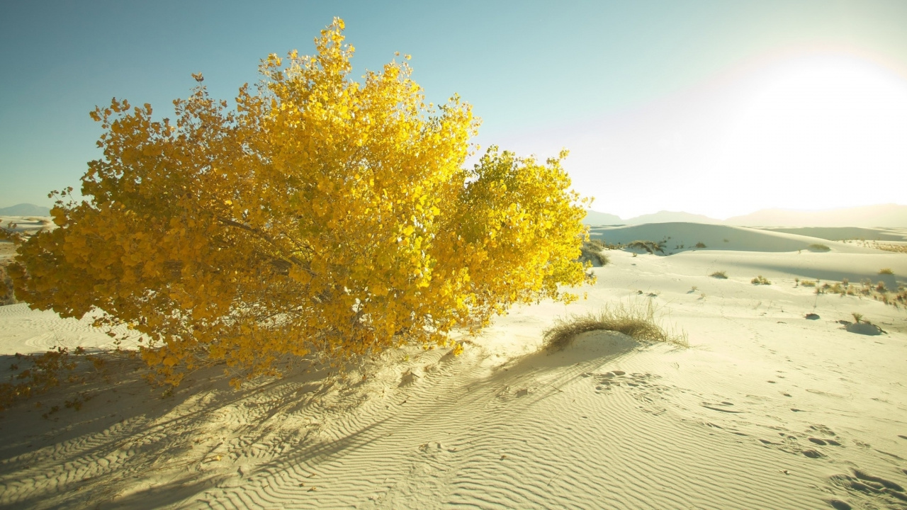 Arbre Vert Sur Sable Blanc Pendant la Journée. Wallpaper in 1280x720 Resolution