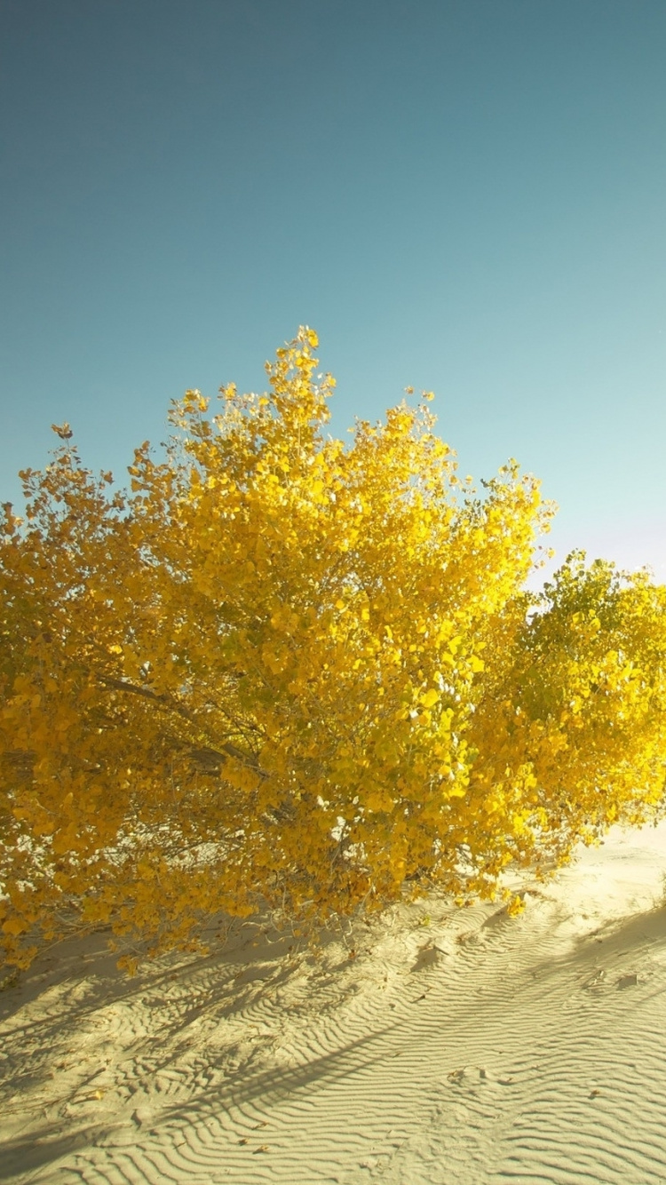 Tagsüber Grüner Baum Auf Weißem Sand. Wallpaper in 750x1334 Resolution