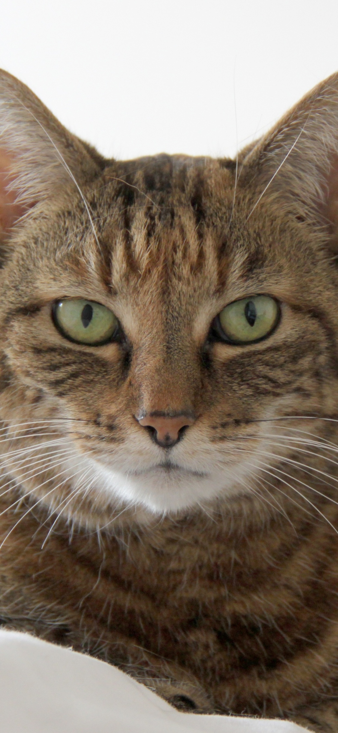 Brown Tabby Cat on White Textile. Wallpaper in 1125x2436 Resolution