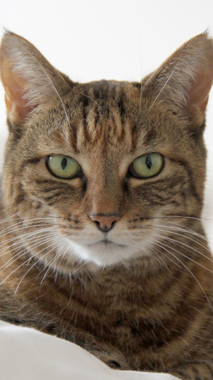 Chat Tigré Brun Sur Textile Blanc. Wallpaper in 720x1280 Resolution