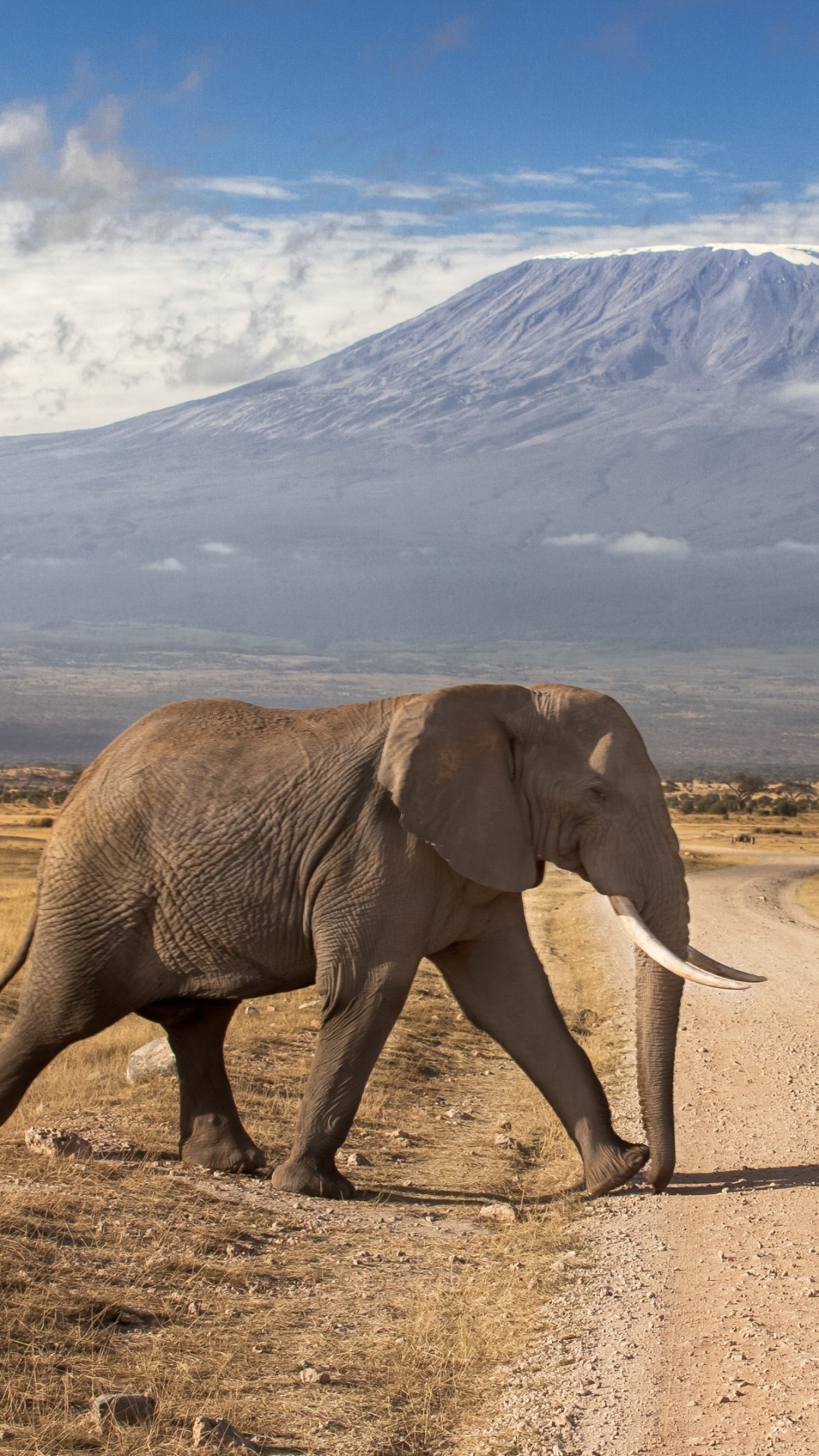 Elephant Walking on Road During Daytime. Wallpaper in 1080x1920 Resolution