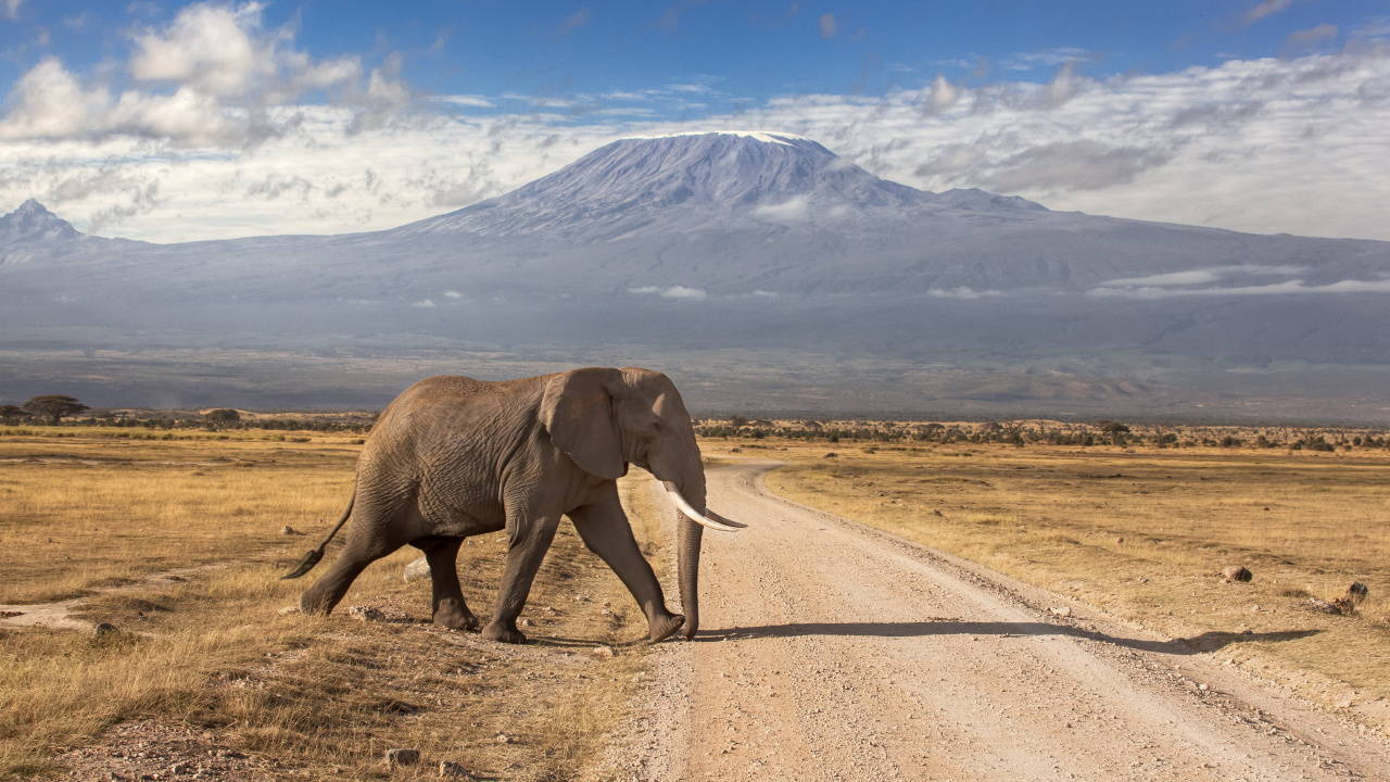 Elephant Walking on Road During Daytime. Wallpaper in 1280x720 Resolution