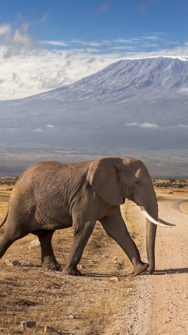 Elephant Walking on Road During Daytime. Wallpaper in 720x1280 Resolution