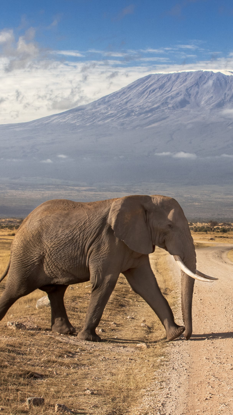 Elephant Walking on Road During Daytime. Wallpaper in 750x1334 Resolution