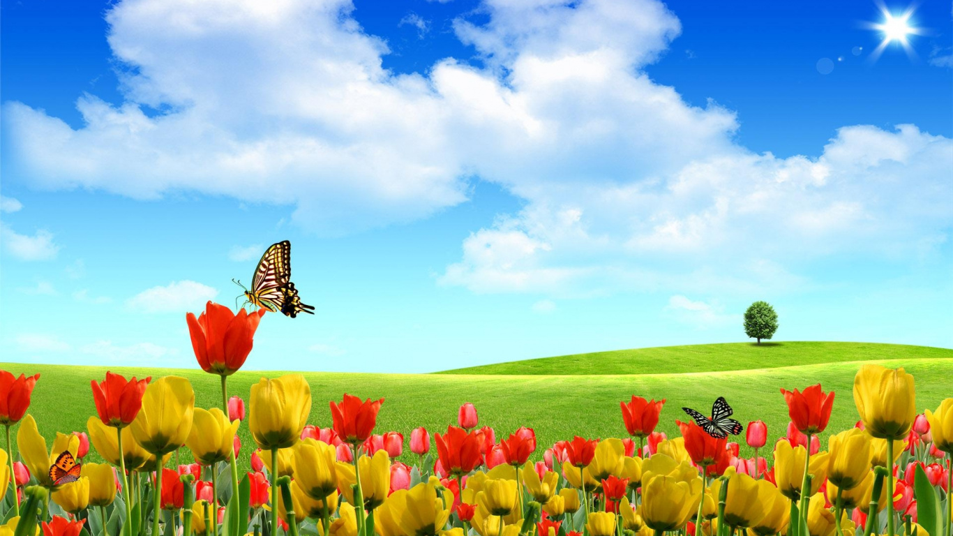Red and Yellow Tulips Field Under Blue Sky During Daytime. Wallpaper in 1366x768 Resolution