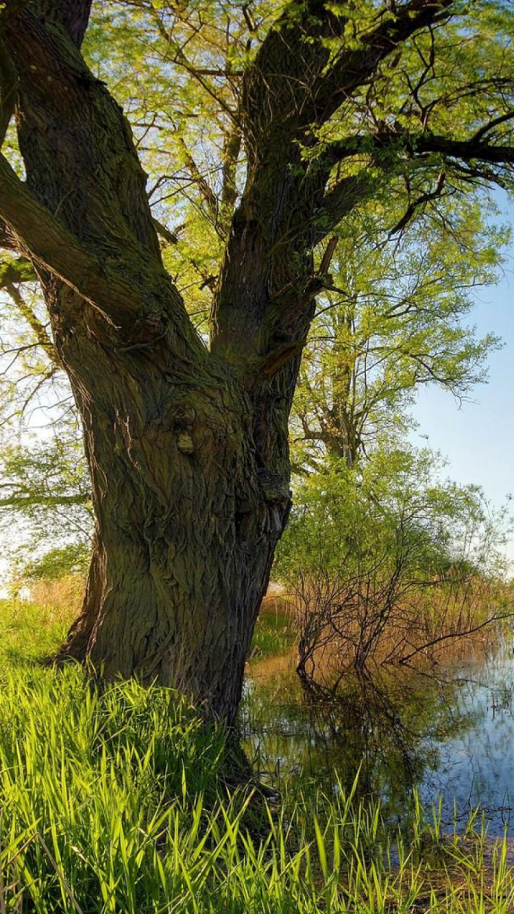 Green Grass Field Near Lake During Daytime. Wallpaper in 750x1334 Resolution