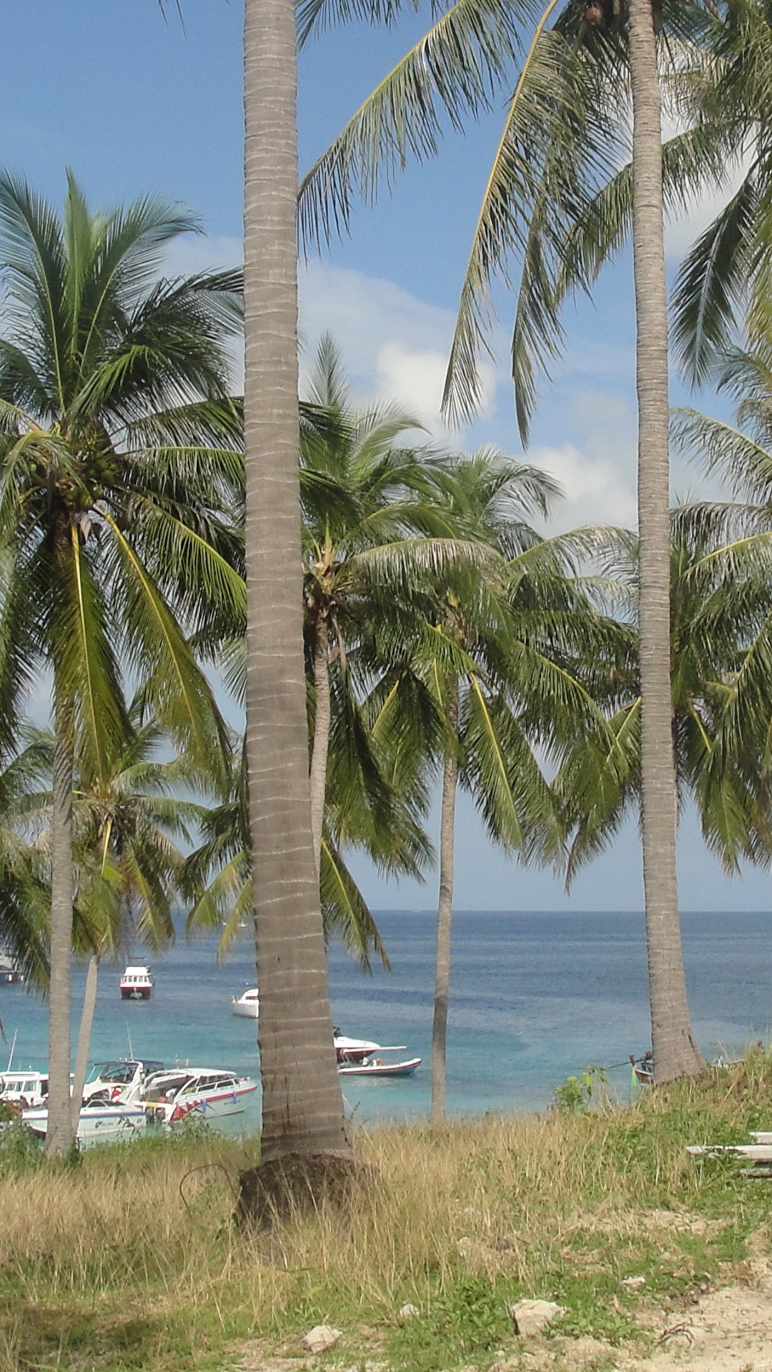Green Palm Trees Near Body of Water During Daytime. Wallpaper in 1080x1920 Resolution