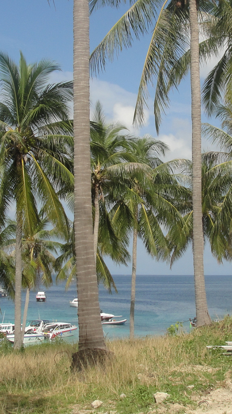 Green Palm Trees Near Body of Water During Daytime. Wallpaper in 750x1334 Resolution