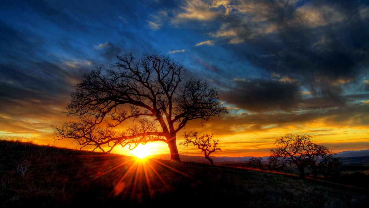 Silueta de Árbol Durante la Puesta de Sol. Wallpaper in 1280x720 Resolution