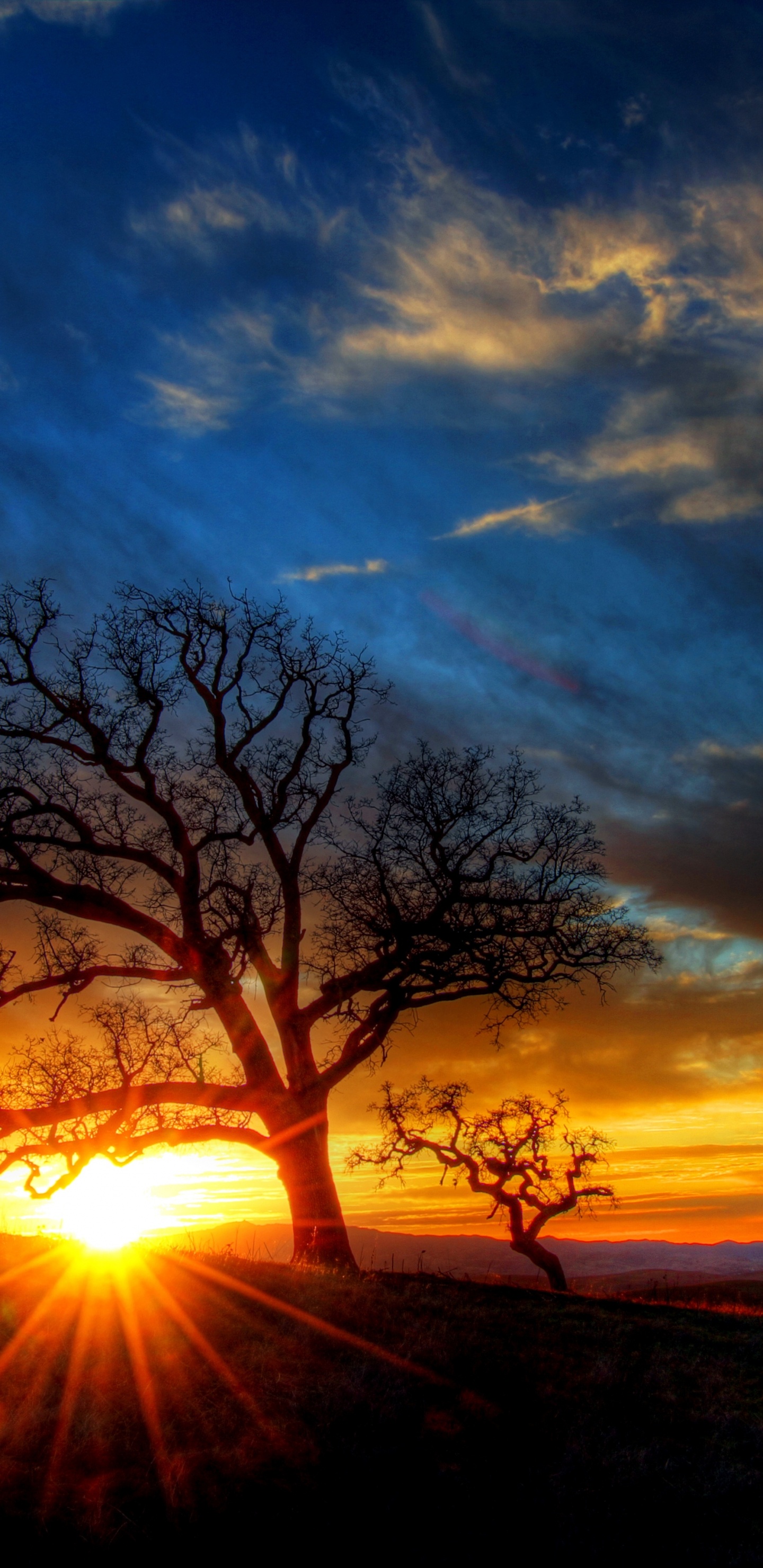 Baumsilhouette Bei Sonnenuntergang. Wallpaper in 1440x2960 Resolution