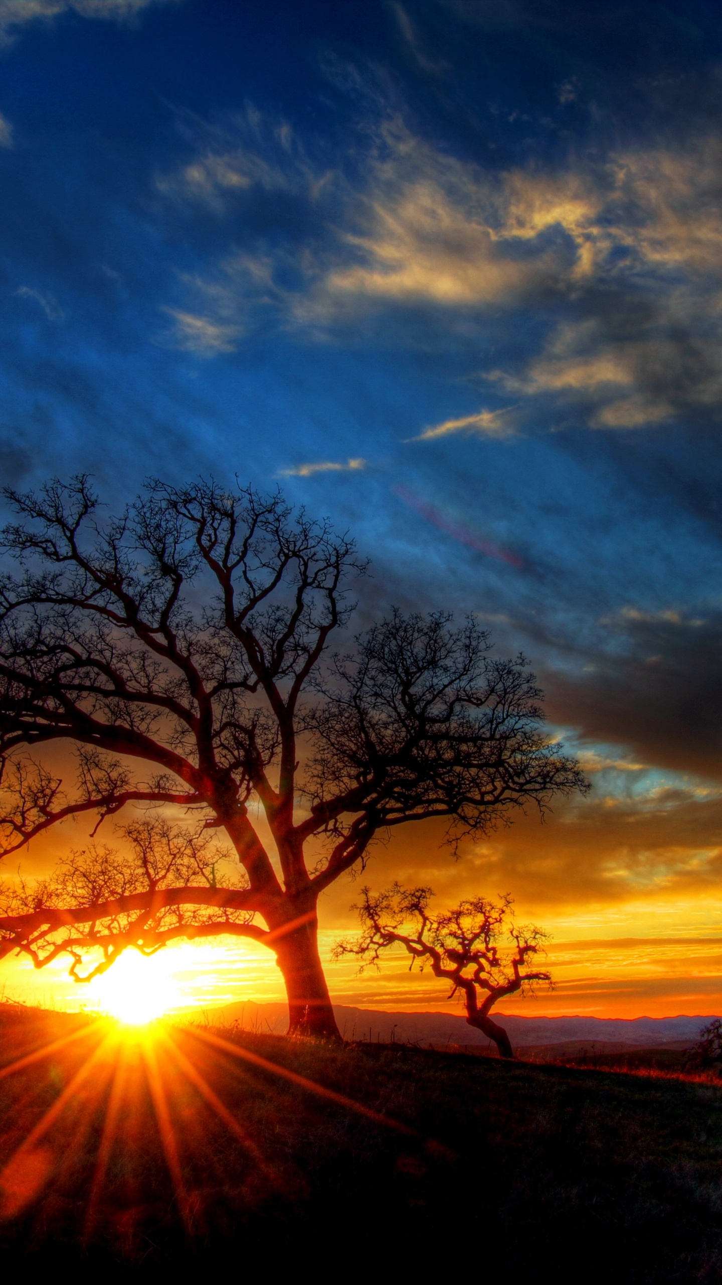Silhouette of Tree During Sunset. Wallpaper in 1440x2560 Resolution