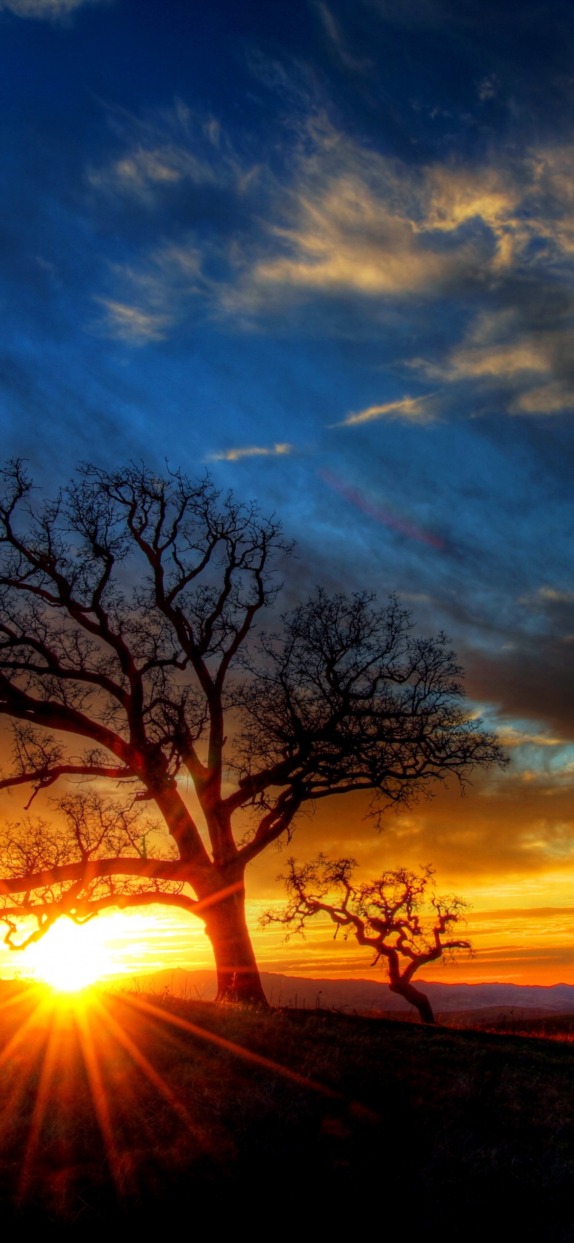 Silhouette D'arbre Pendant le Coucher du Soleil. Wallpaper in 1125x2436 Resolution