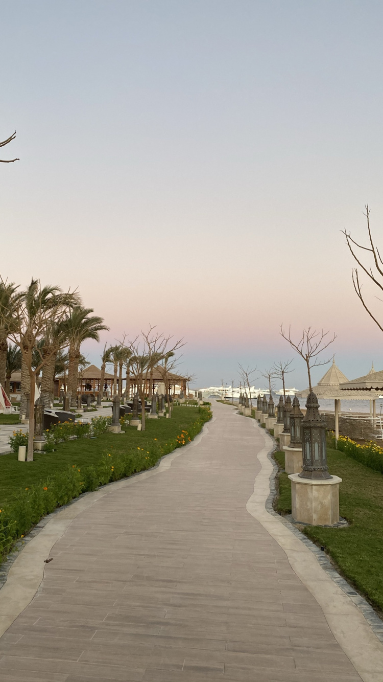 Palm Trees, Road, Plant, Infrastructure, Water. Wallpaper in 750x1334 Resolution