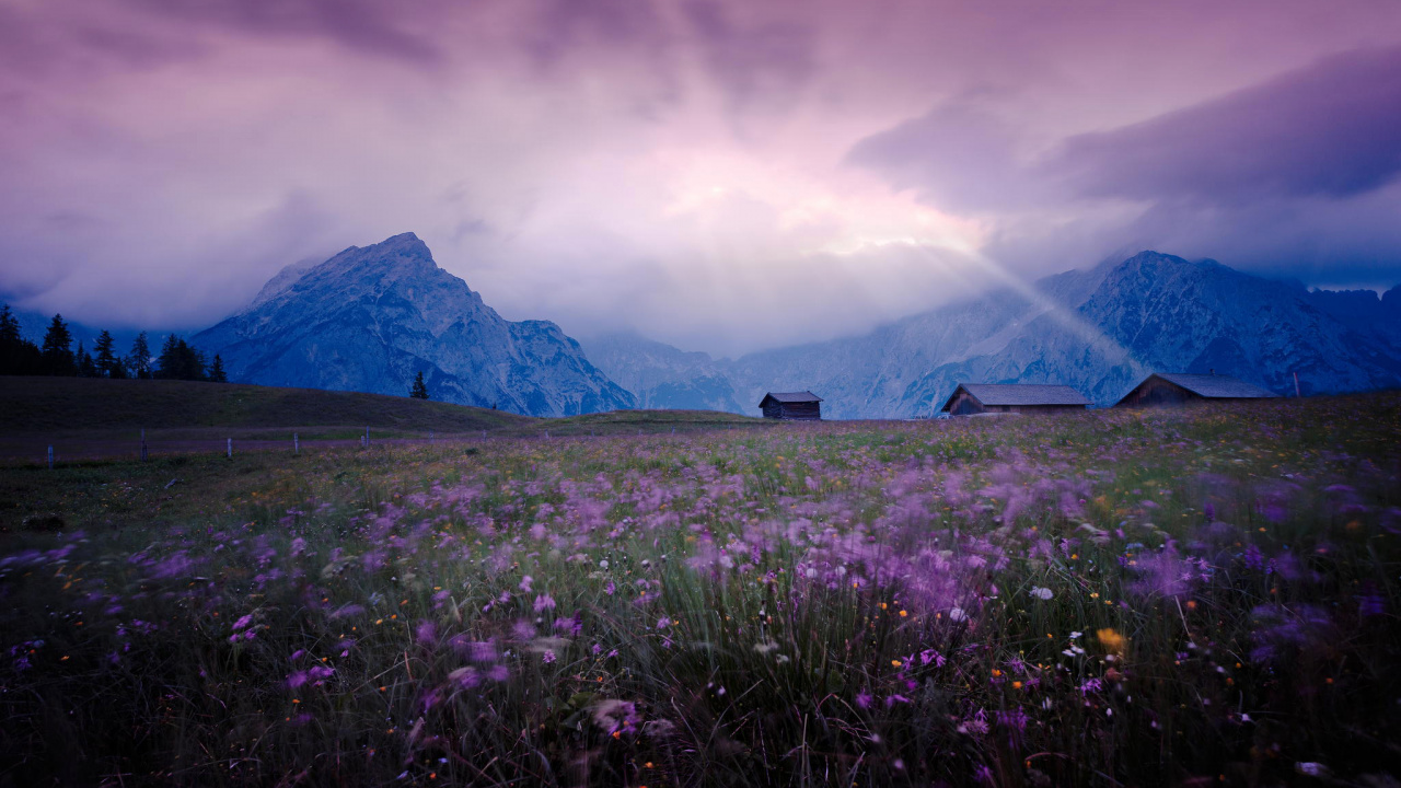 Purple Flower Field Near Green Mountains Under White Clouds During Daytime. Wallpaper in 1280x720 Resolution