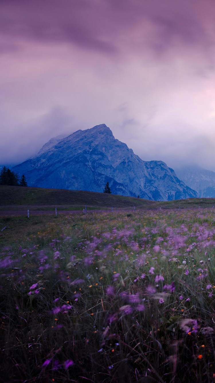 Purple Flower Field Near Green Mountains Under White Clouds During Daytime. Wallpaper in 750x1334 Resolution