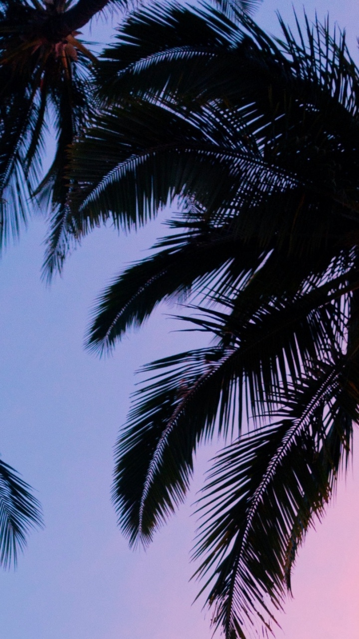 Green Palm Tree Under Blue Sky During Daytime. Wallpaper in 720x1280 Resolution