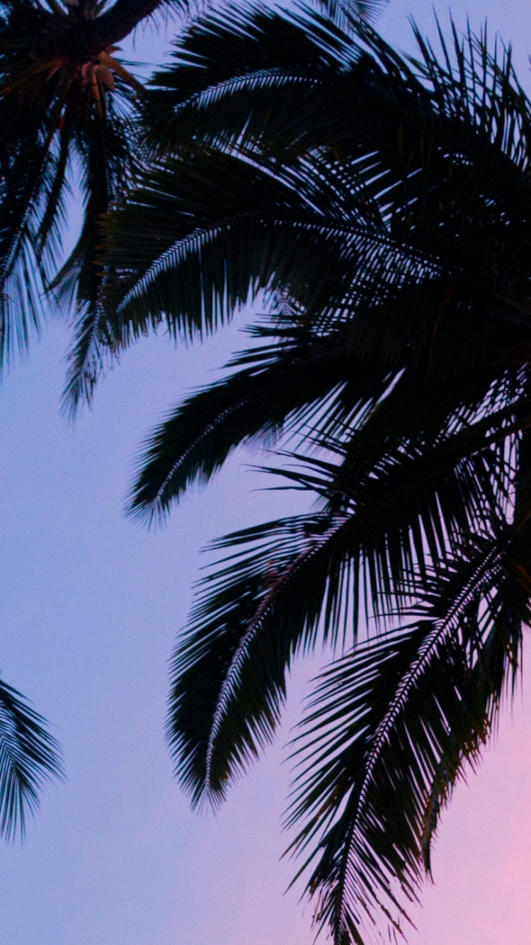 Green Palm Tree Under Blue Sky During Daytime. Wallpaper in 750x1334 Resolution