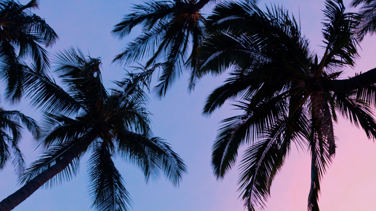 Palmera Verde Bajo un Cielo Azul Durante el Día. Wallpaper in 1280x720 Resolution