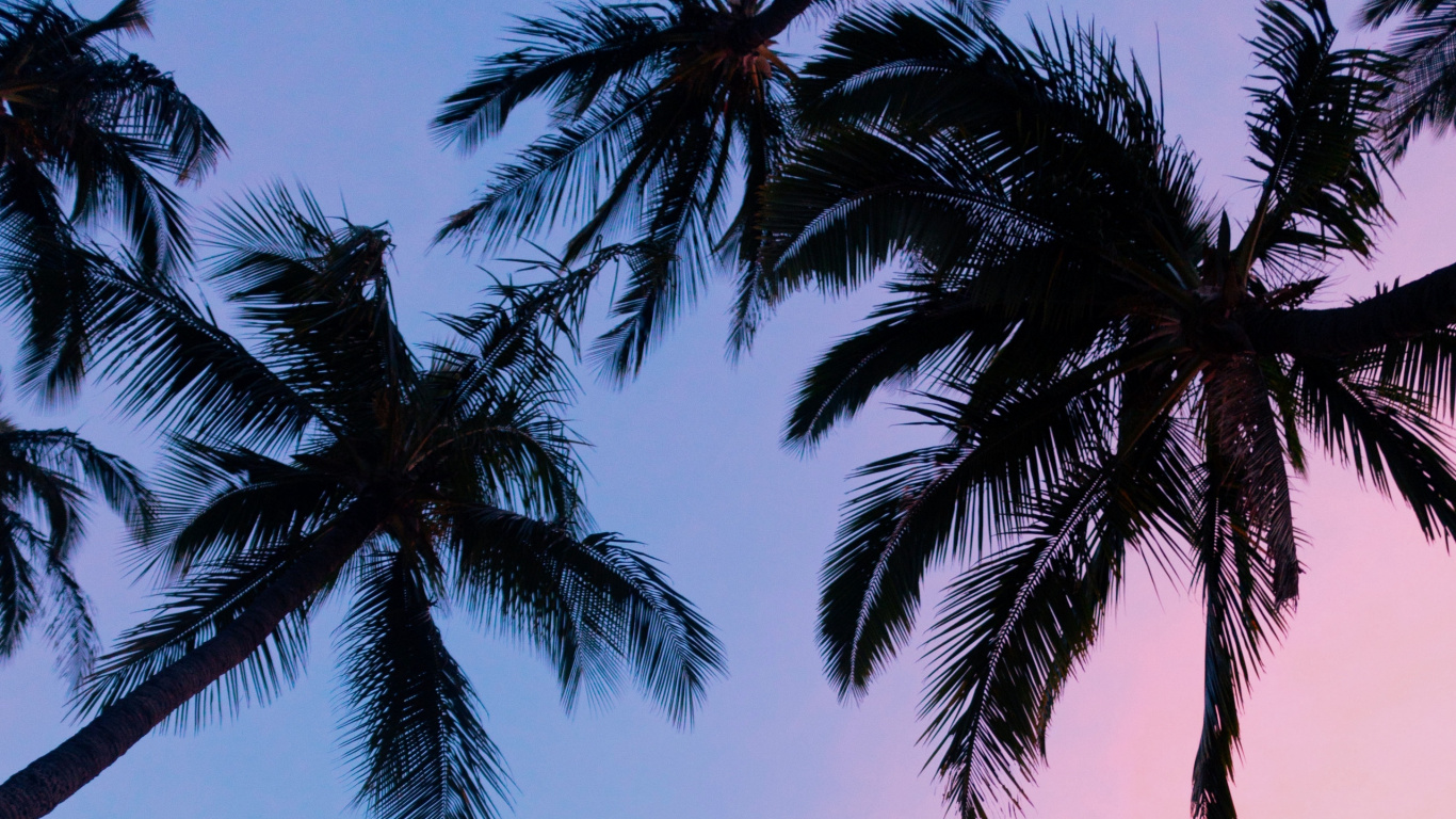 Palmera Verde Bajo un Cielo Azul Durante el Día. Wallpaper in 1366x768 Resolution