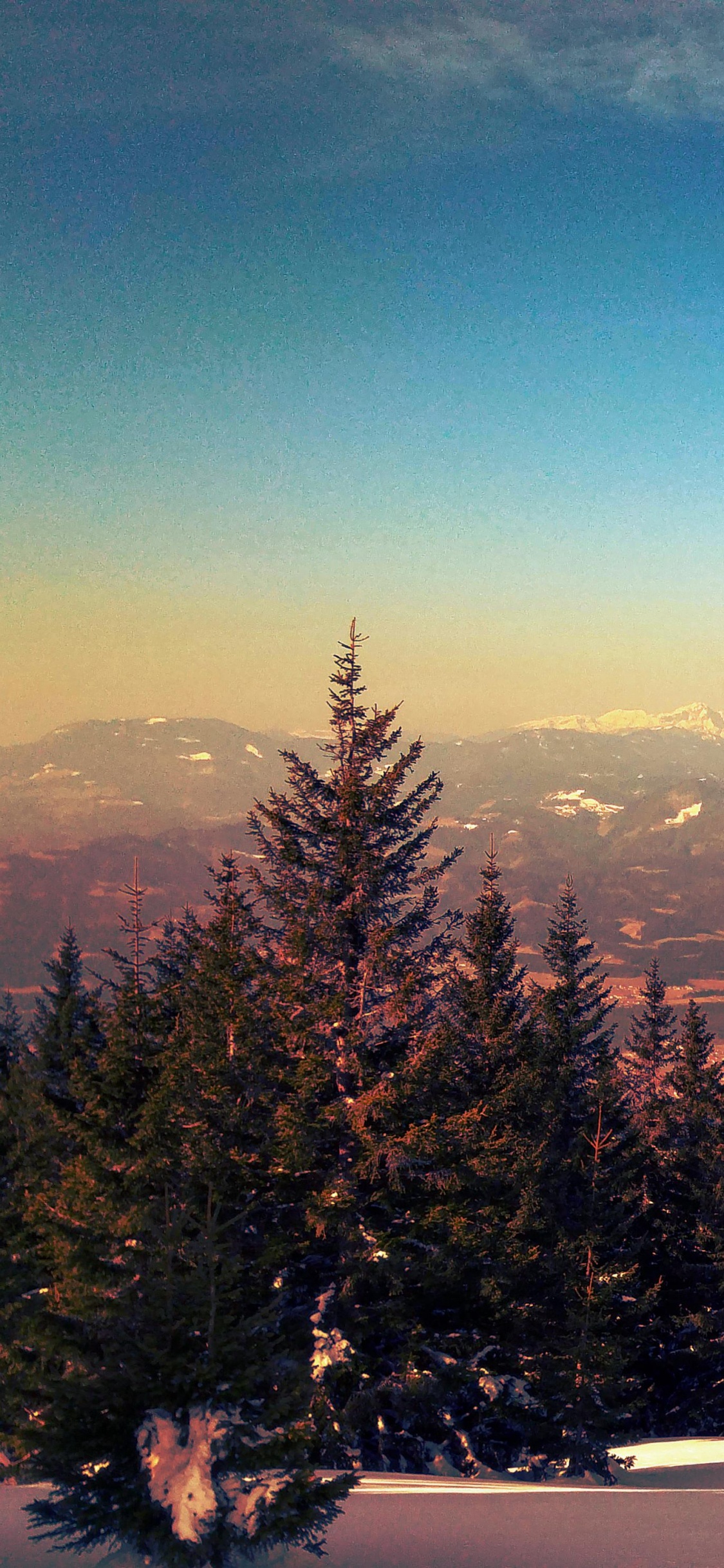 Pinos Verdes Sobre Suelo Cubierto de Nieve Durante el Día. Wallpaper in 1125x2436 Resolution