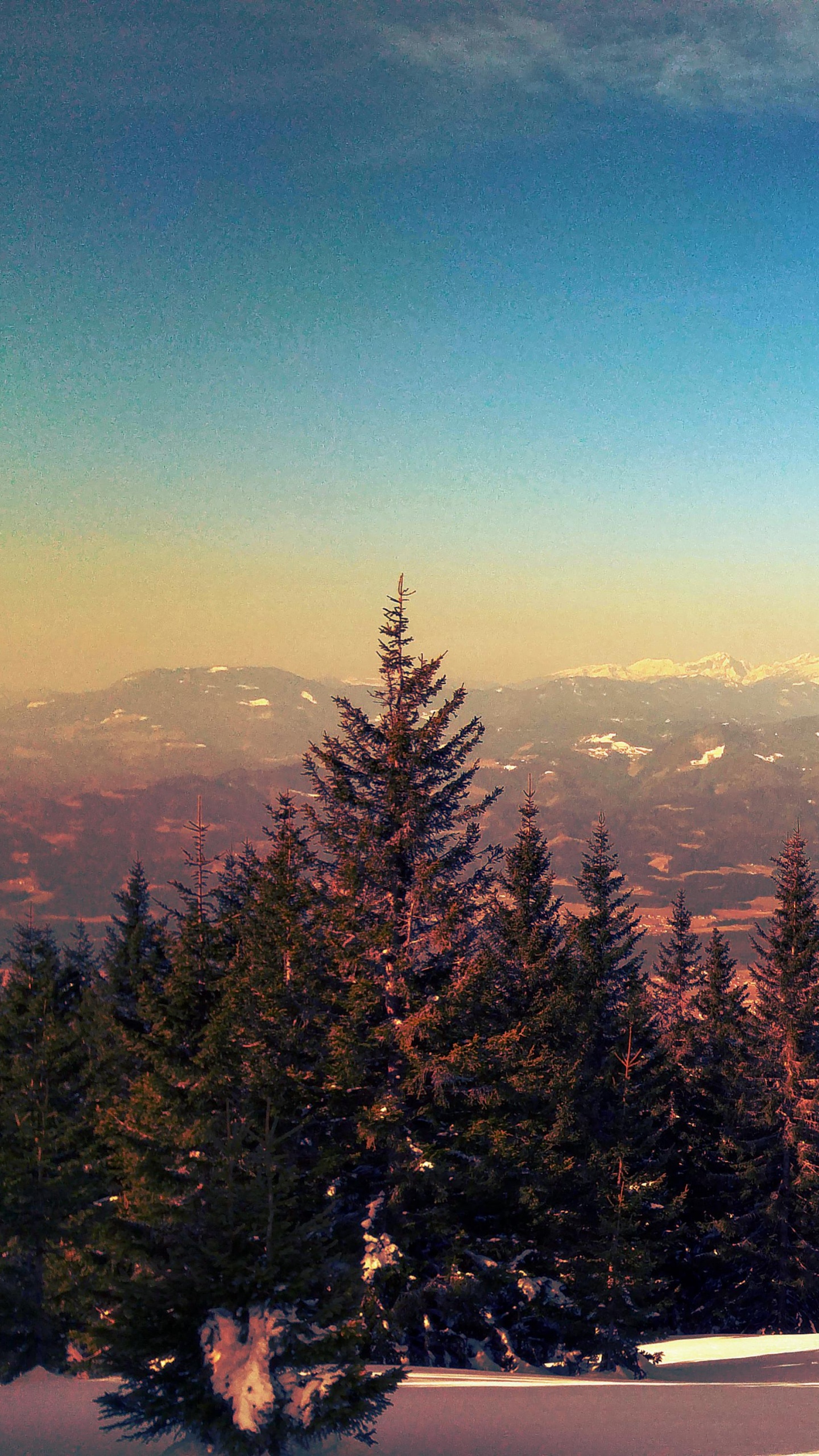 Green Pine Trees on Snow Covered Ground During Daytime. Wallpaper in 1440x2560 Resolution