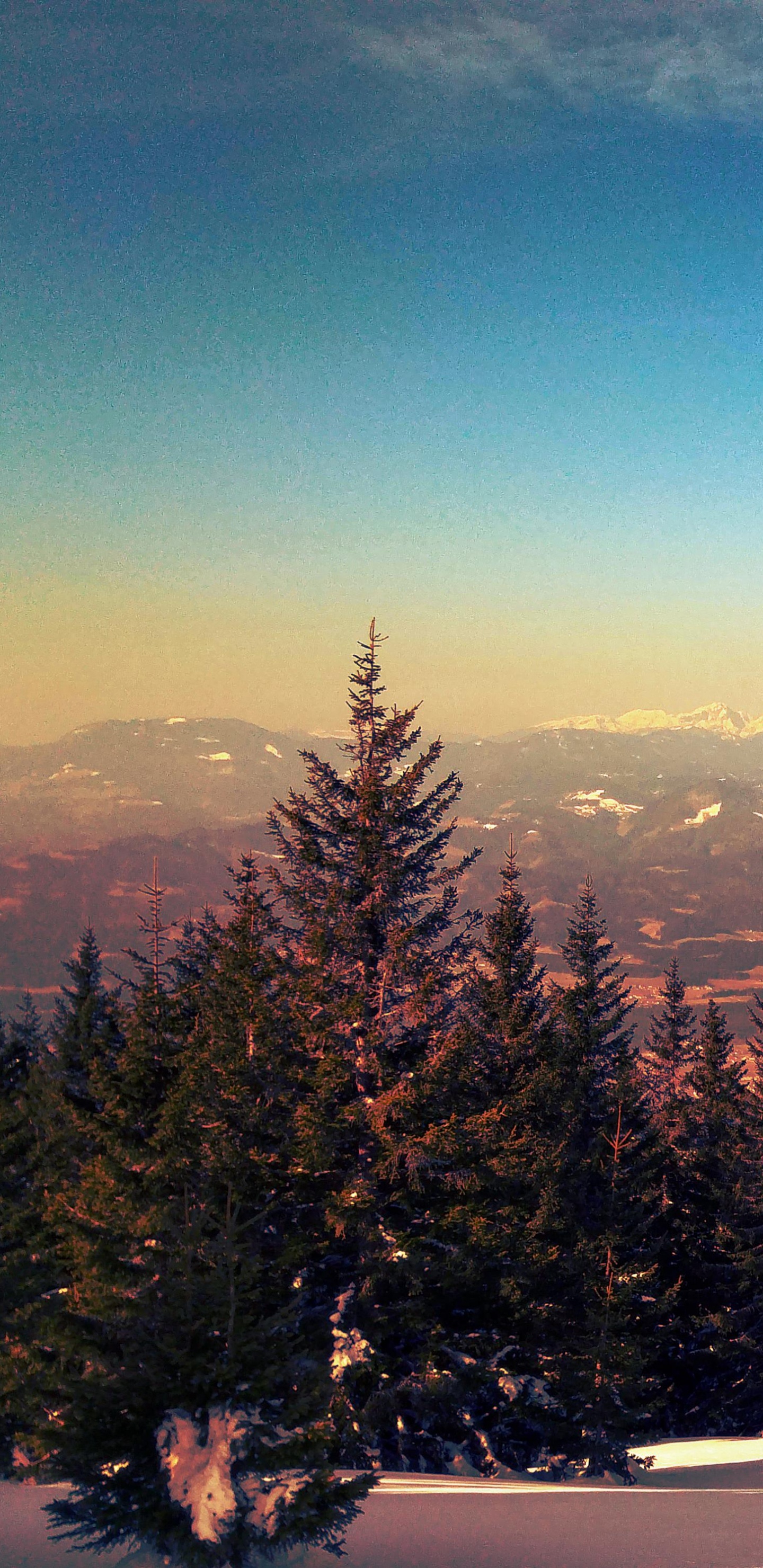 Green Pine Trees on Snow Covered Ground During Daytime. Wallpaper in 1440x2960 Resolution