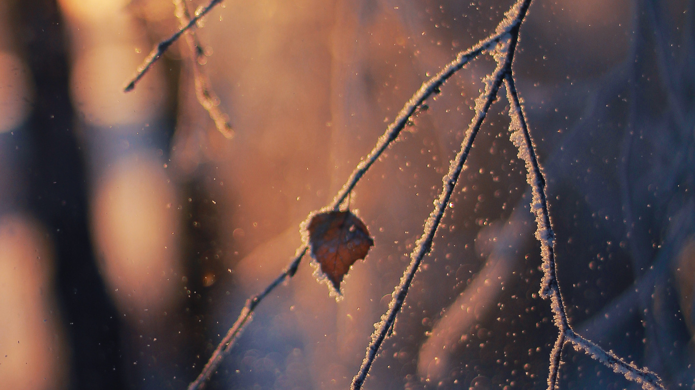 Rameau, Hiver, Gel, Toile D'araignée, Qhd. Wallpaper in 1366x768 Resolution