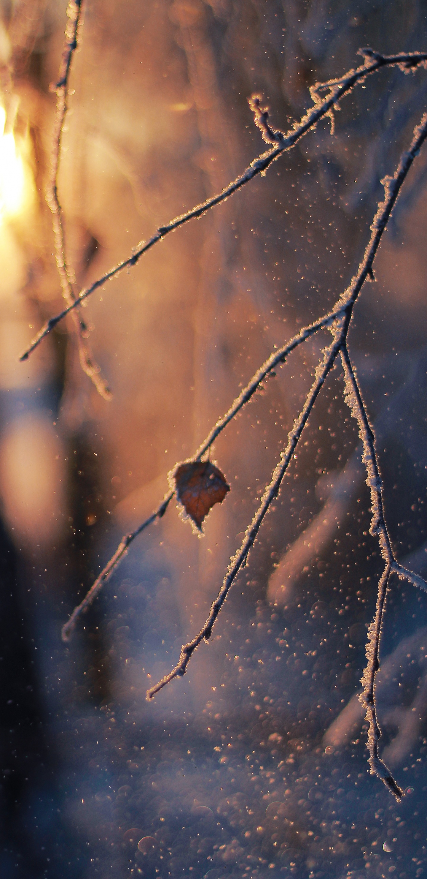 Rameau, Hiver, Gel, Toile D'araignée, Qhd. Wallpaper in 1440x2960 Resolution