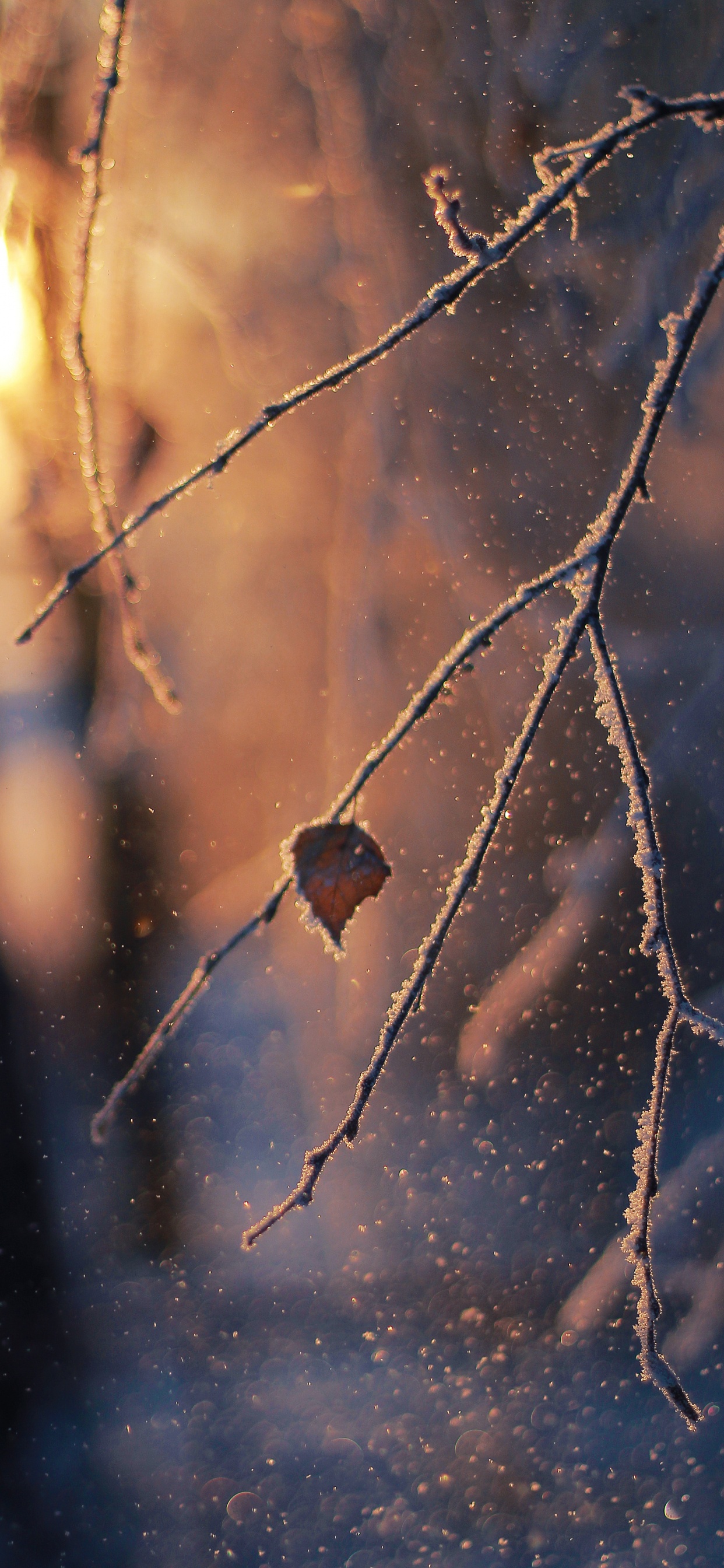 Sucursal, Ramita, la Luz Del Sol, Invierno, Helada. Wallpaper in 1242x2688 Resolution