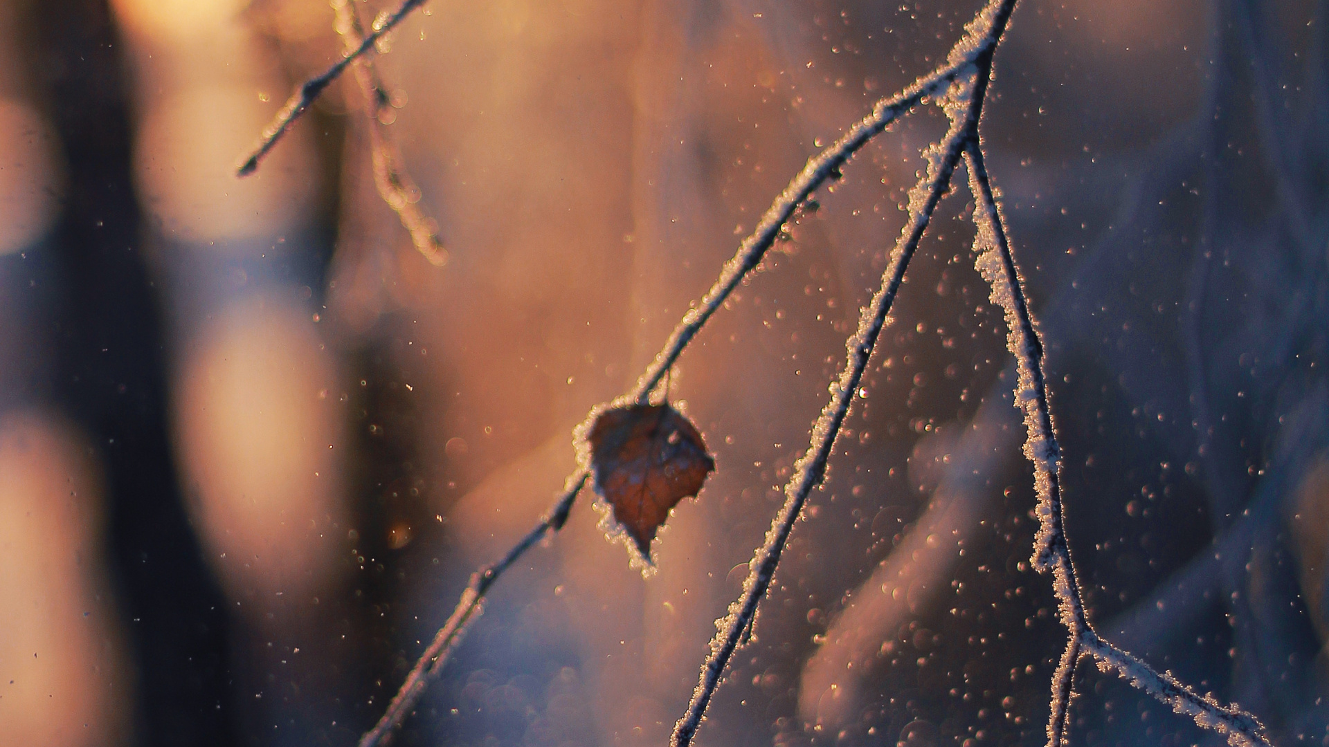 Sucursal, Ramita, la Luz Del Sol, Invierno, Helada. Wallpaper in 1920x1080 Resolution